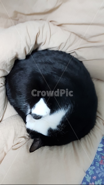 동물,고양이,길냥이,잠자는,웅이,유연함