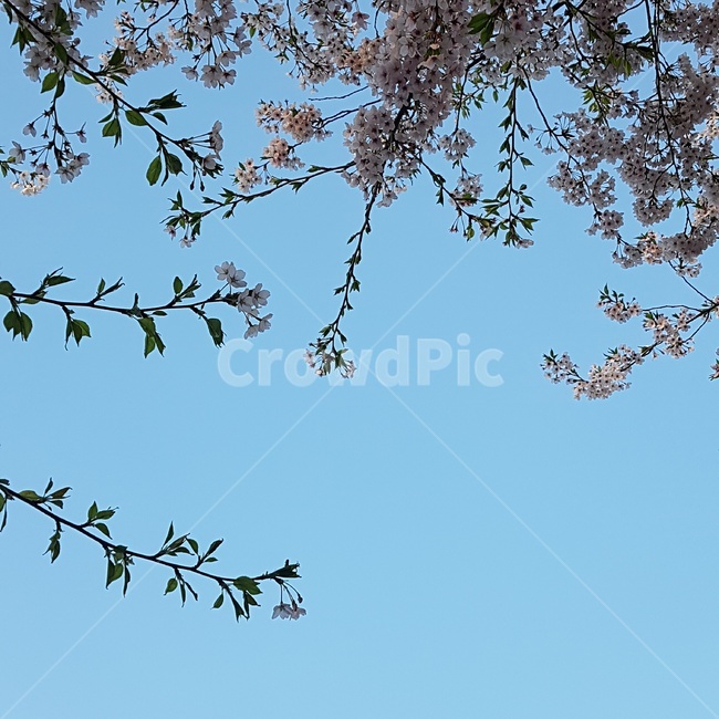 plant,식물,flower,꽃,cherryblossom,벚꽃,blossom,sky,하늘,봄,계절,spring,season