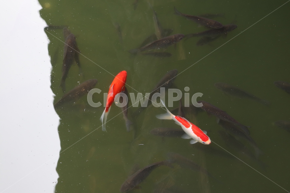잉어,붕어,물고기,호수,냇물,냇가,금붕어,동물,animal,어류,물고기,fish