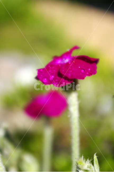 꽃,식물,flower,plant,우단동자,식물,자연,plants,nature,꽃,flower
