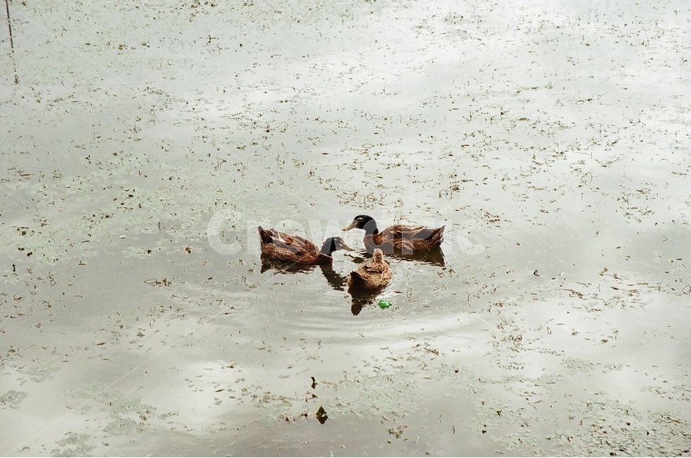 청둥오리,오리,조류,수영,호수,동물,animal,조류,새,birds