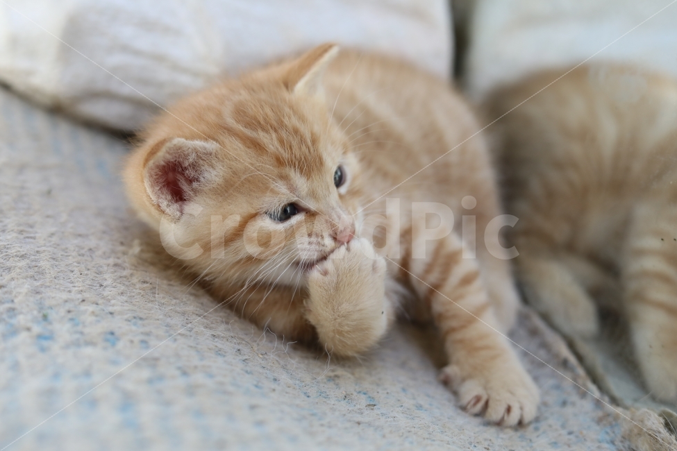 고양이,야옹이,아기고양이,동물,빛모아농원,동물,animal,포유류,mammal,고양이,cat,kitten,kitty