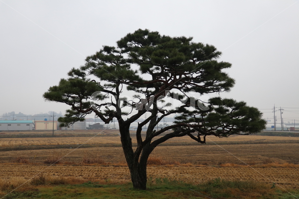 소나무,나무,송림,숲,소나무모습,식물,자연,plants,nature,나무,trees,wood
