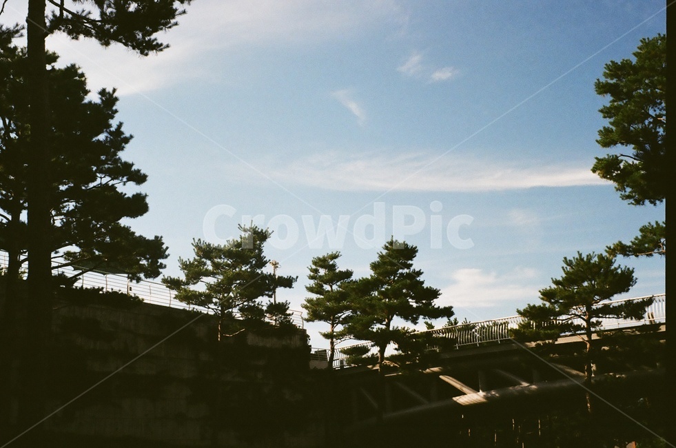 나무,tree,자연,식물,plant,식물,자연,plants,nature,나무,trees,wood