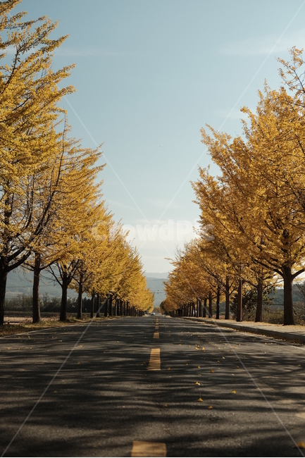 가을,낭만,감성,은행나무,로맨스,가을,계절,fall,autumn,season,식물,자연,plants,nature,나무,trees,wood,tree,plant,asphalt,아스팔트