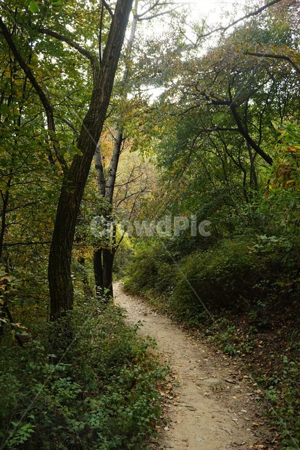 나무,녹색,숲,초가을,자연,nature,trees,green,woods,fall,autumn,치유,힐링,trail,healing,relaxation,forestbathing,freshness,walkway,season,stroll,park,sunshine,그림자,shadow,자연,풍경,nature,landscape,gravel,자갈,road,도로,dirt road,흙길,path,통로,ground,바닥
