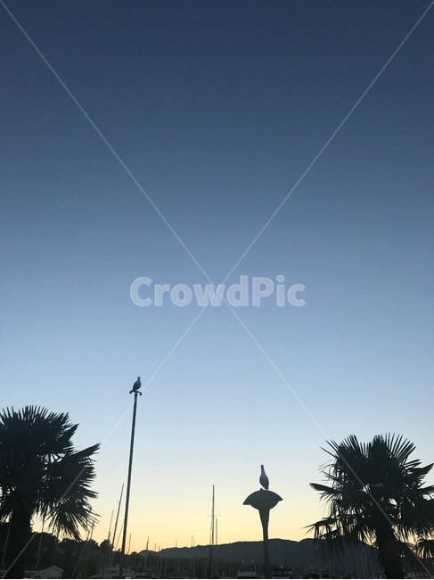 소살리토,갈매기,노을,야자수,전봇대,sausalito,palmtree,palm,sunset,color,beauty