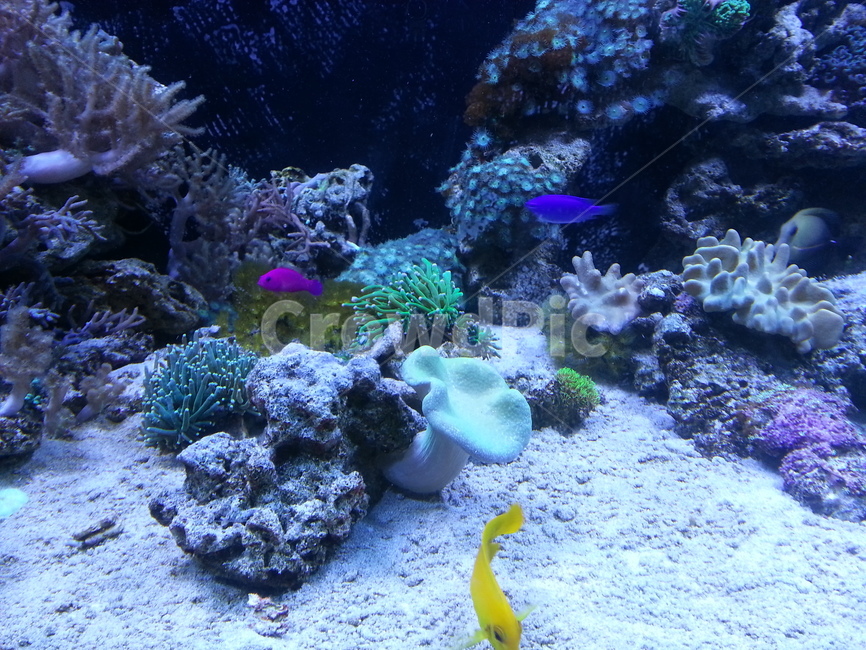 아쿠아리움,수족관,물고기,물속,예쁜물고기,동물,animal,어류,물고기,fish