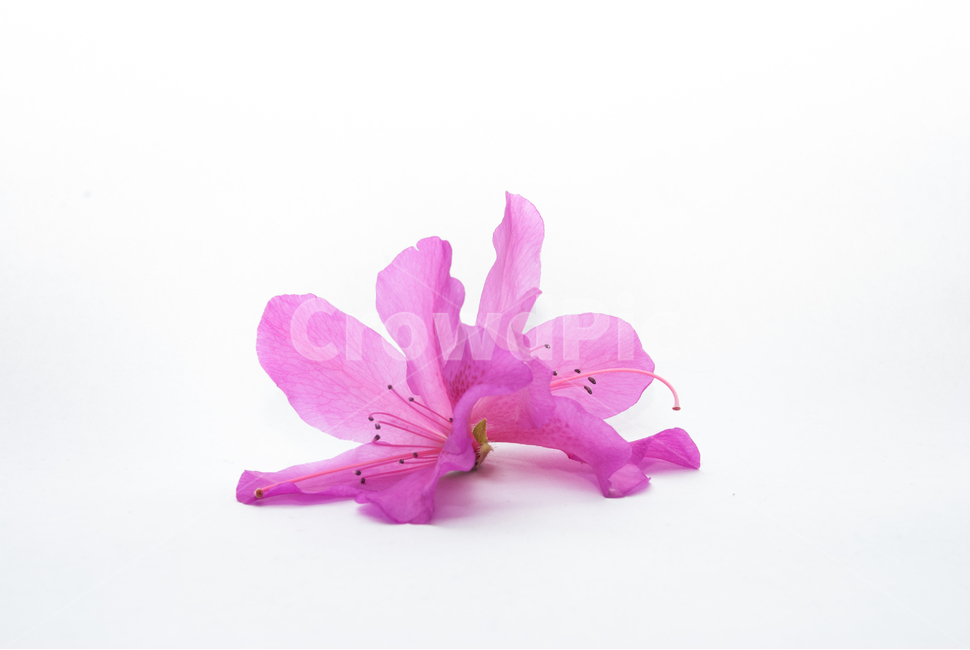 산철쭉,철쭉,누끼,배경,봄,꽃,생화,식물,조경,핑크,분홍,spring,season,flowe,자연,향기,아름다운,화사한,봄꽃,꽃잎,스튜디오,봄,계절,spring,season,식물,자연,plants,nature,꽃,flower,누끼,remove background,plant,petal,blossom,geranium,제라늄