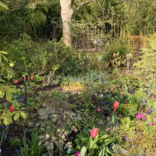 outdoors,옥외,garden,정원,flower,꽃밭,plant,식물