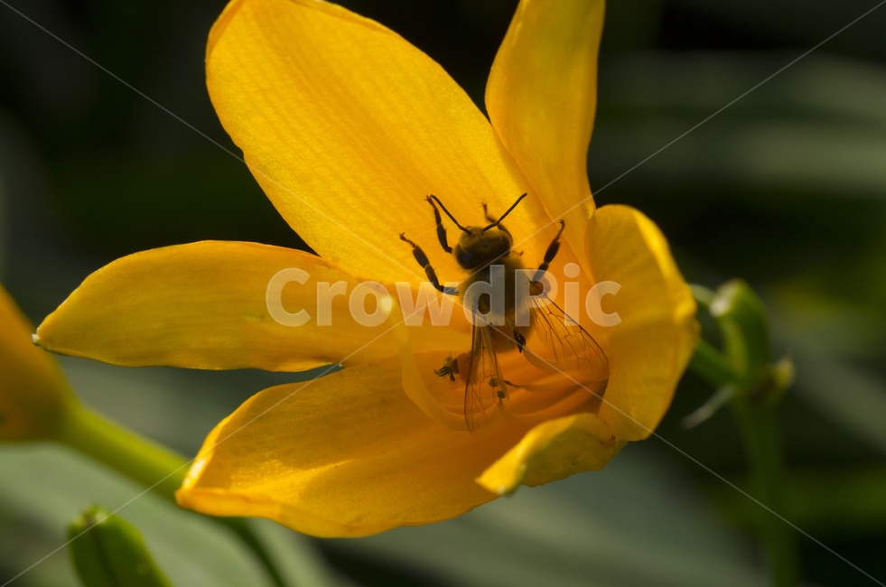 노랑,노란,꽃,노란꽃,원추리,꿀벌,벌,여름,beauty,macro,closeup,접사,매크로,확대,flower,bee,insect,summer,petal,감정,감성,emotion,뷰티,꽃잎,자연,계절,클로즈업