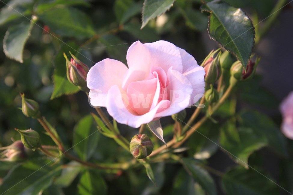 장미,장미꽃,장미사진,장미배경,꽃,꽃사진,식물,자연,장미축제,곡성장미축제,rose,plants,nature,flower,식물,자연,plants,nature,꽃,flower