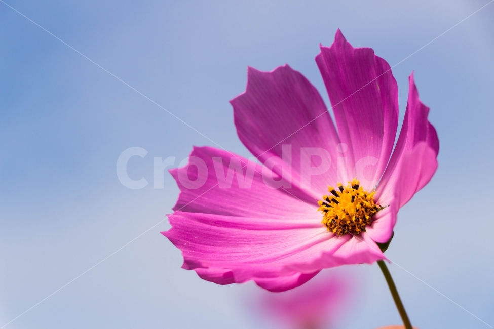 가을,코스모스,꽃,자연,식물,가을,계절,fall,autumn,season,식물,자연,plants,nature,꽃,flower,plant