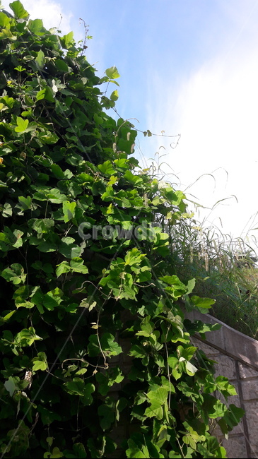 덩굴식물,맑은날,초록,식물,leaf,잎,plant,하늘,식물,자연,plants,nature