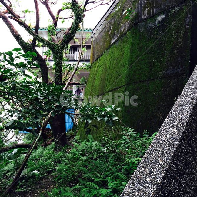 대만,이끼,식물,나무,풍경,자연,풍경,nature,landscape,plant,tree