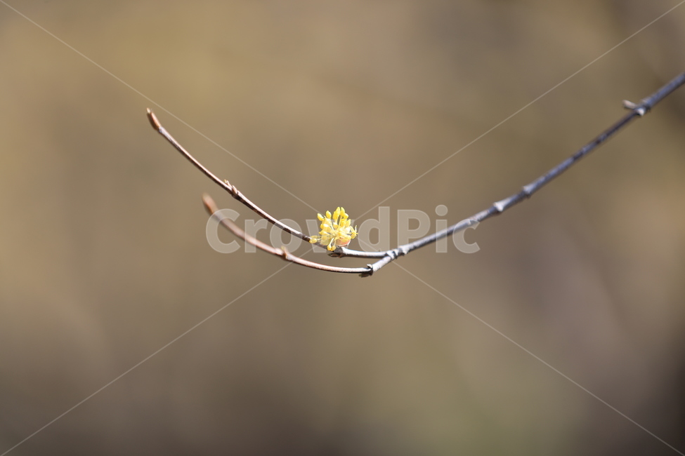 봄,꽃,봄축제,하동,산수유,봄,계절,spring,season,식물,자연,plants,nature,꽃,flower,plant