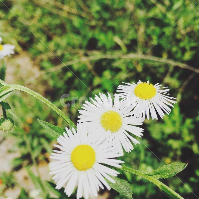 민들레,꽃,야생화,생명,들꽃,흰색,흰꽃,식물,자연,plants,nature,꽃,flower