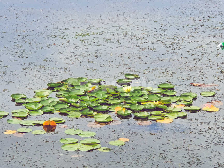 lily,백합,flower,plant,식물,blossom,꽃,자연,식물,자연,plants,nature