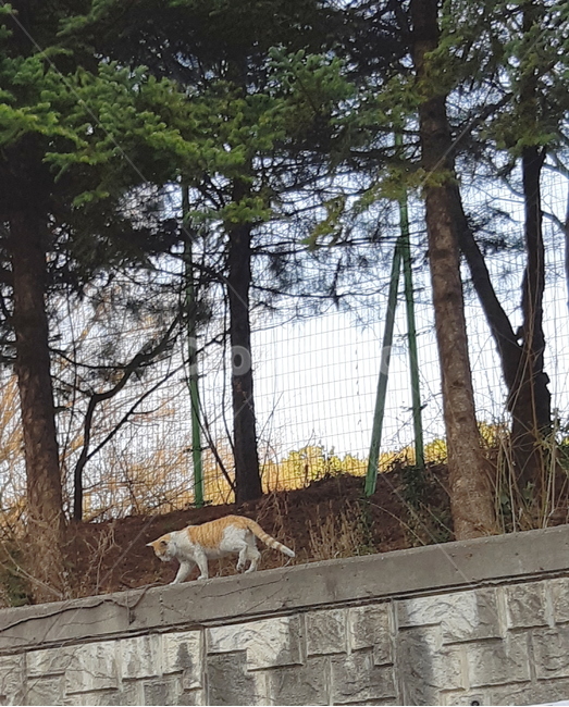 동네길고양이,고양이,삼색고양이,길고양이,얼룩고양이,나무,소나무