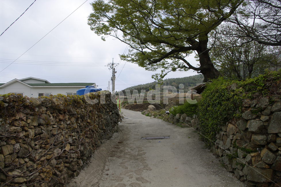 청산도,돌담길,돌담,집,시골,농촌,길,나무,식물,plant,시골,마을,풍경,landscape,country,rural,town,골목길,alley,road,도로