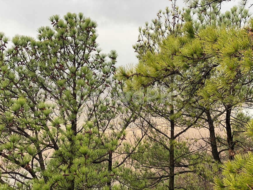 tree,나무,숲,plant,솔나무,식물,초록색,연두색,산,식물,자연,plants,nature,나무,trees,wood