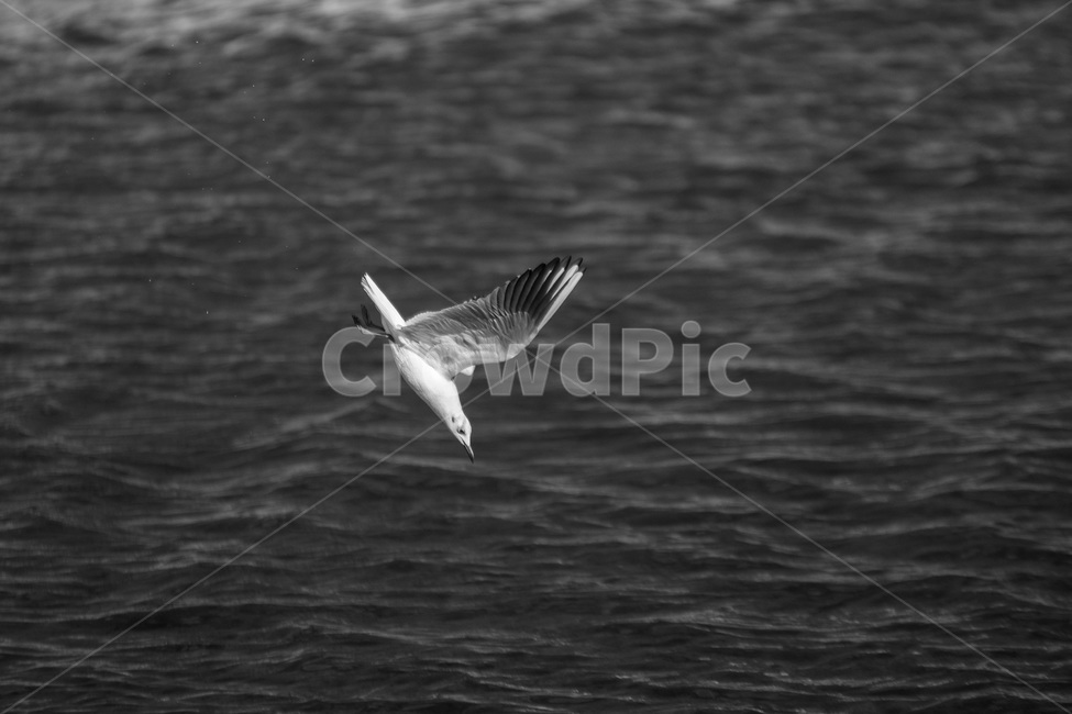 landscape,갈매기,seagull,바다,다이빙,동물,animal,조류,새,birds