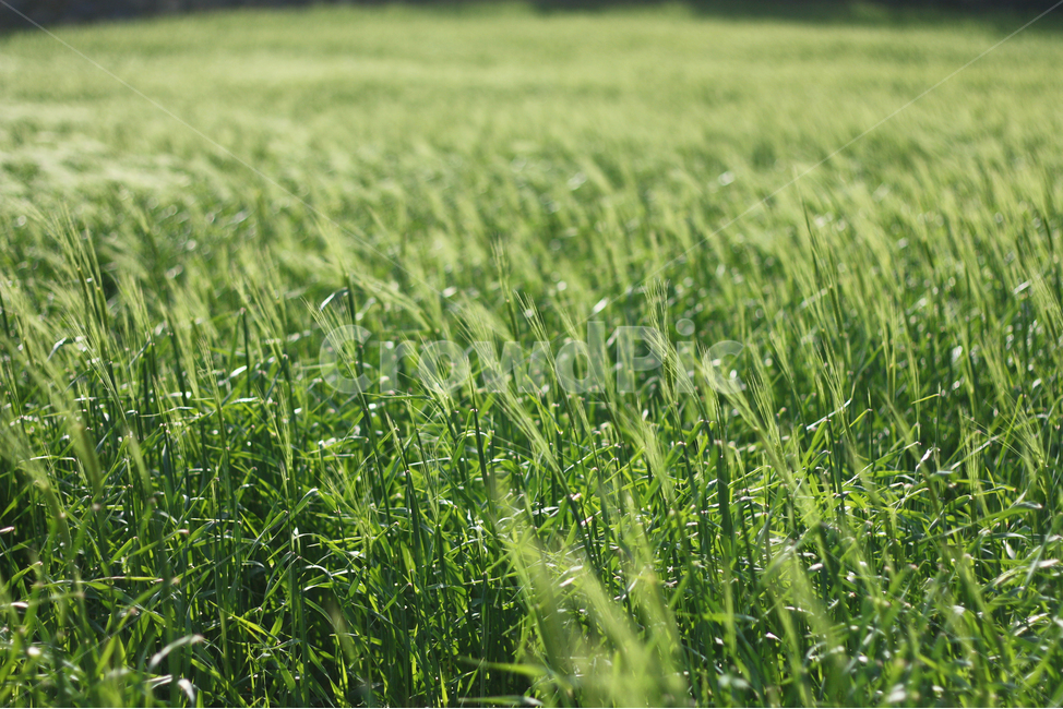 갈대밭,밭,자연,보리밭,natural,가을,농촌,계절,이미지,한국,녹색,green,nature,landscape,풍경,시골,지방,지역,background,동양,아시아,asia,보성,전라도,신비,배경,경치,푸르른,농사,초원,필드,여행,관광,한국자연풍경,한국자연경관,korea,landscape식물,plantstreeswood,industryindustrial,농업,plant,식물