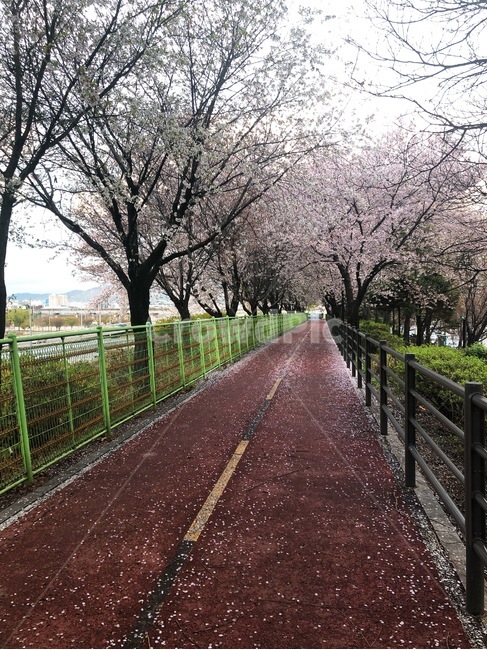 벚꽃,벚꽃길,봄,꽃길,감성,갬성,봄,계절,spring,season,자연,풍경,nature,landscape,plant,식물