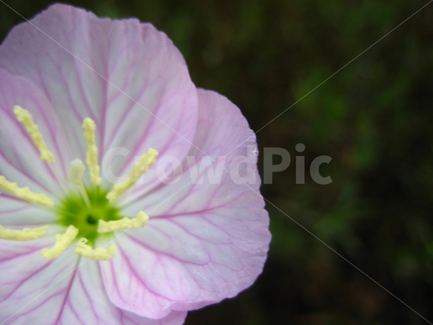 꽃,꽃잎,순수,분홍,식물,애틀란타,식물,자연,plants,nature,꽃,flower