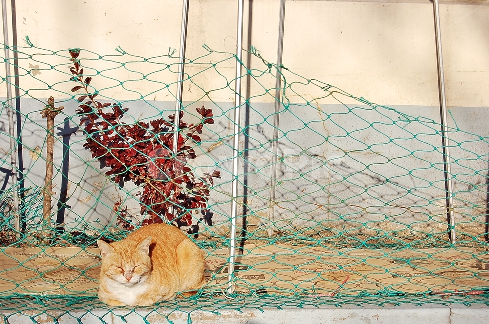 고양이,길고양이,오후,낮잠,웅크림,cat,afternoon,sleep,나른함,평온,동물,animal,포유류,mammal,고양이,cat,kitten,kitty