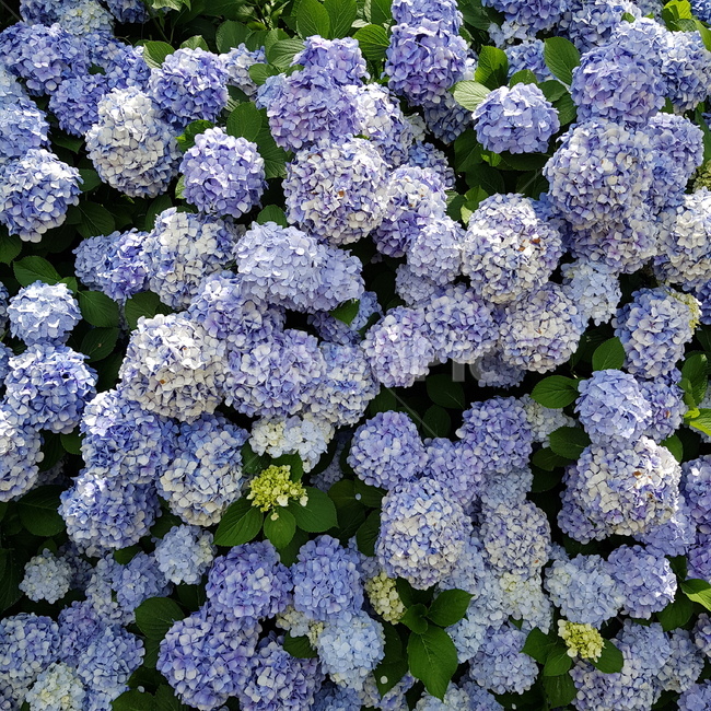 수국,신선대,거제도,파랑파랑,여름,신선대전망대,식물,자연,plants,nature,꽃,flower