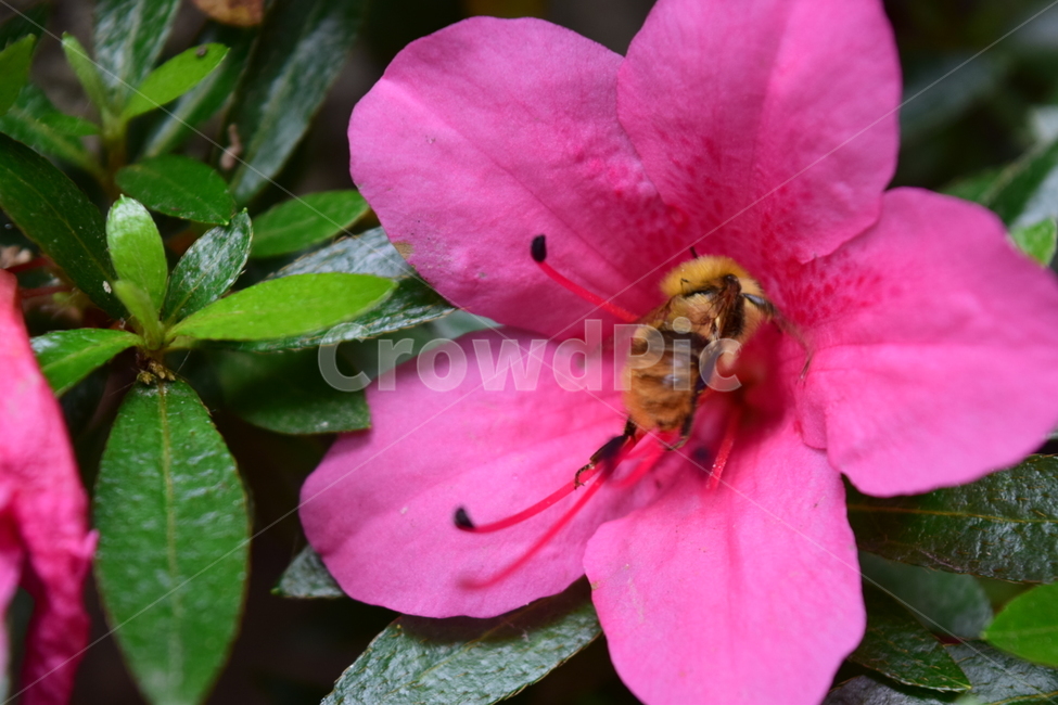 꽃,벌,flower,honeybee,동물,꿀벌