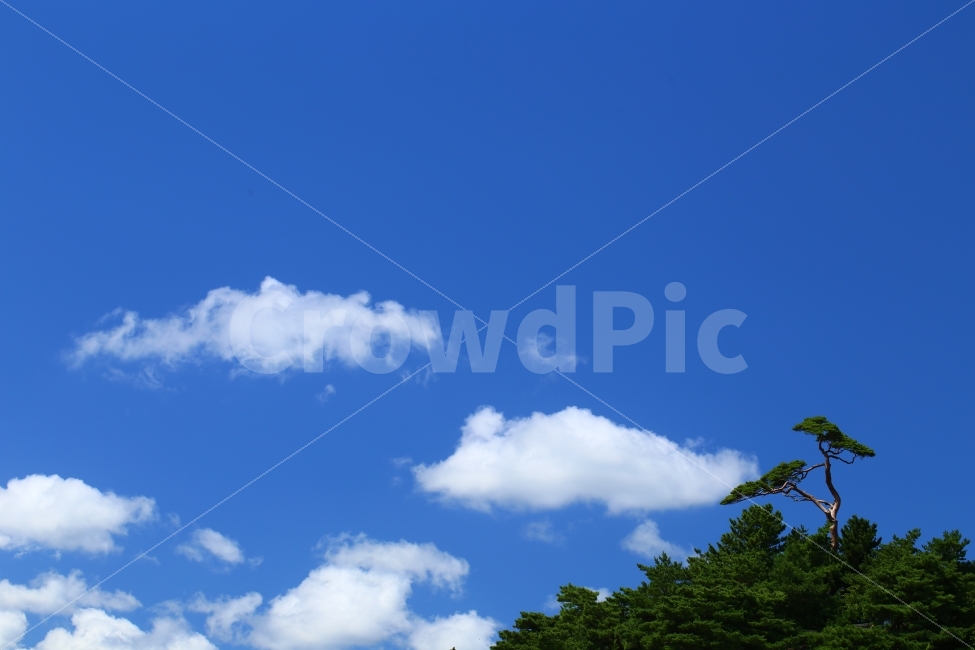 자연,구름,하늘,소나무,청정,pinetree,tree,sky,cloud,자연,풍경,nature,landscape,outdoors,옥외,azure sky,푸른 하늘