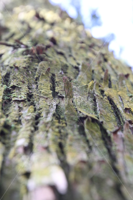 나무,식물,자연,이끼,수목원,tree