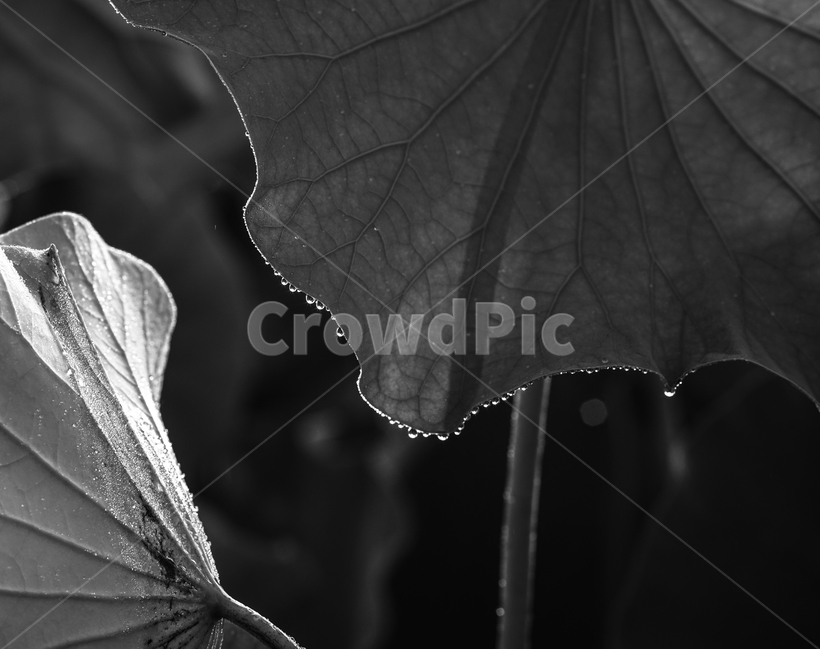 연,연밭,연잎,수생,식물,식물,자연,plants,nature,흑백,모노톤,monochrome,black and white