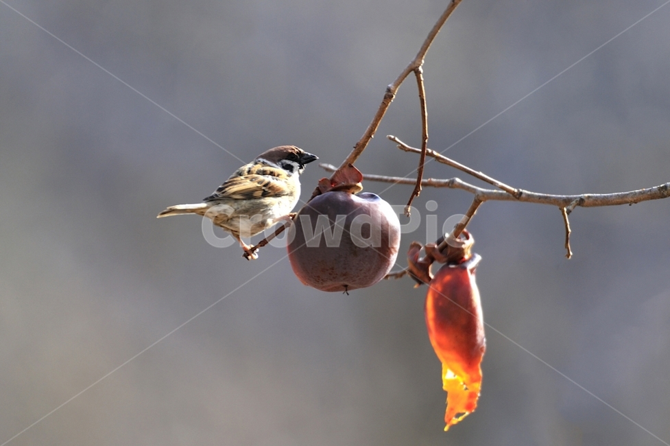 참새,새,방앗간,홍시,쪽돌의사진세상,사립문,쪽돌,겨울,계절,winter,season,동물,animal,조류,새,birds,과일,열매,fruit