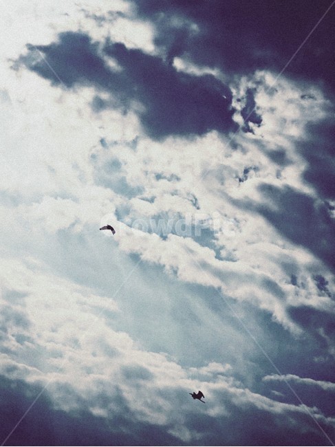 하늘,구름,새,그림자,뭉게구름,cloud,shadow,bird