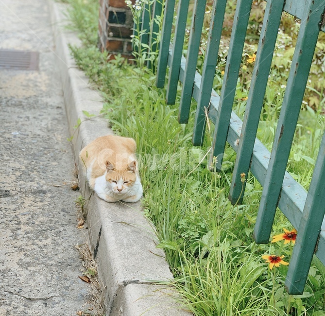 길고양이,고양이,동물,야옹이,cat
