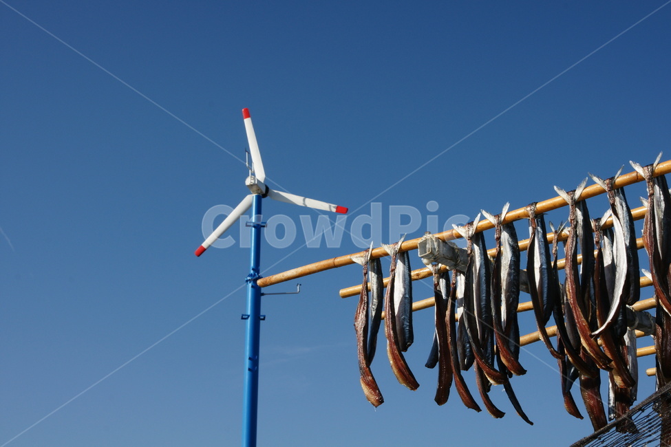 과메기,푸른하늘,생선말리기,꽁치,풍경,수산물,해산물,fishery products,seafood