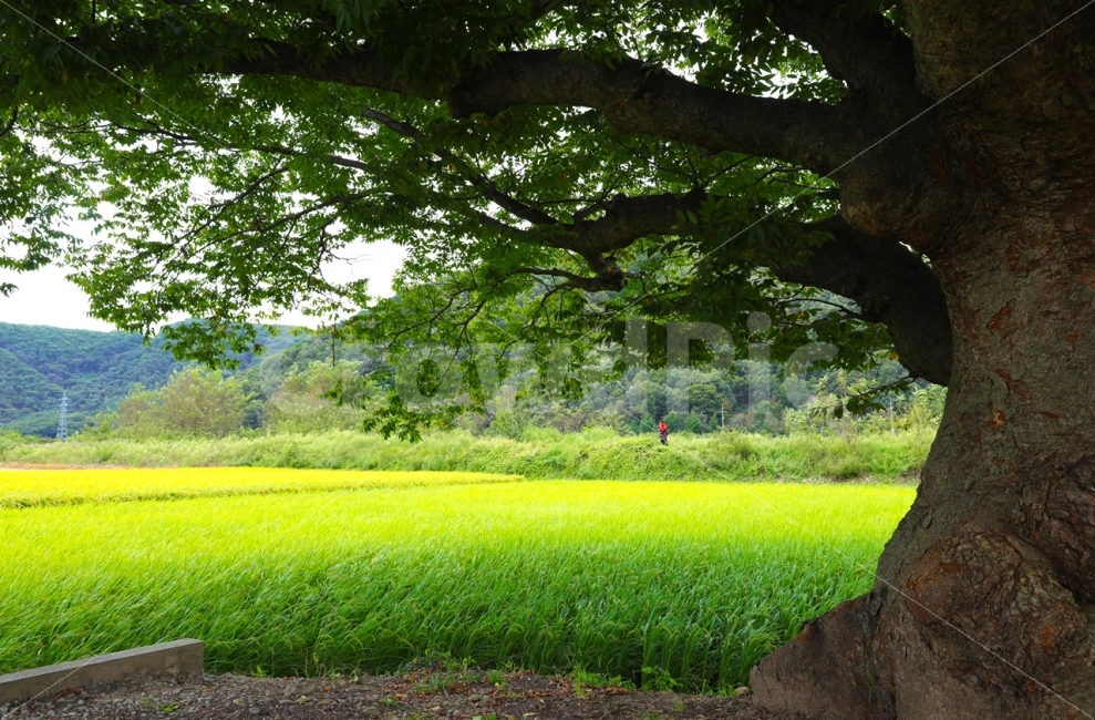 풍경,벼,가울,출사,느티나무,자연,풍경,nature,landscape,식물,plants,휴식,힐링,rest,relaxation,healing,시골,마을,country,rural,town,field,들,outdoors,옥외,grassland,목초지