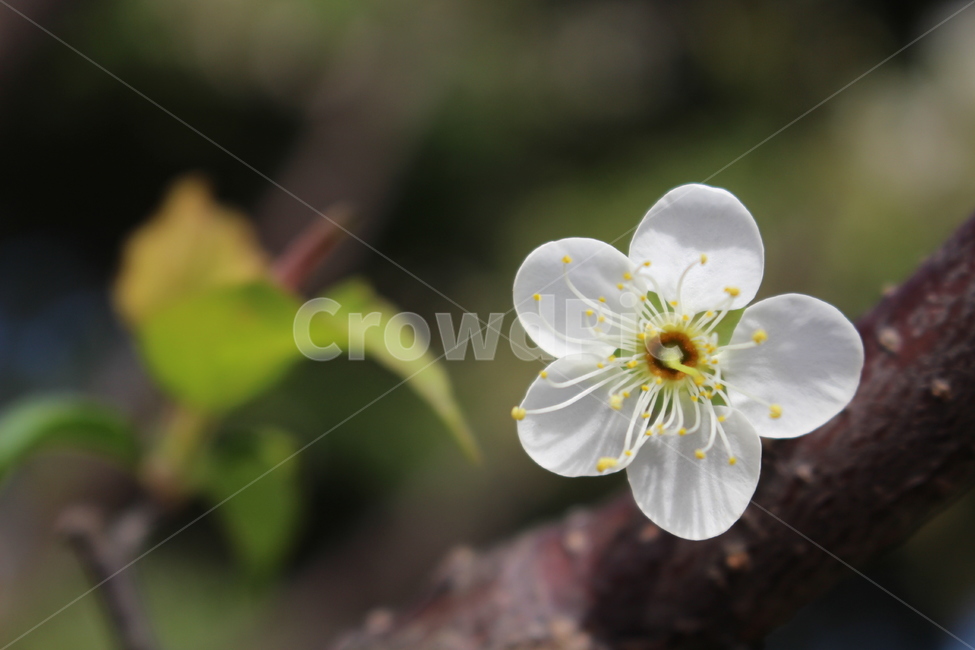 꽃,자연,배경화면,봄,꽃한송이,아웃포커싱,들꽃,flower,nature,backgroundimages,spring