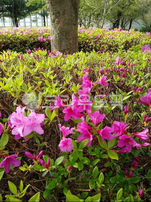 spring flowers,royalazalea,blossom,azalea flower,deciduous shrub,azalea,Rhododendron,flower