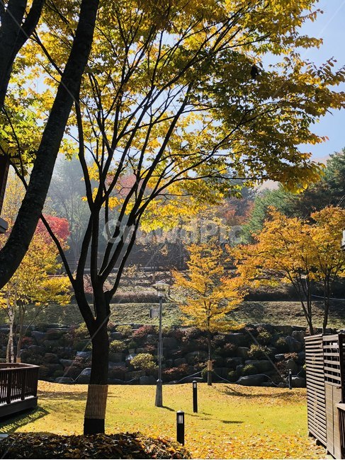 가을,단풍,햇살,따스한,맑은날