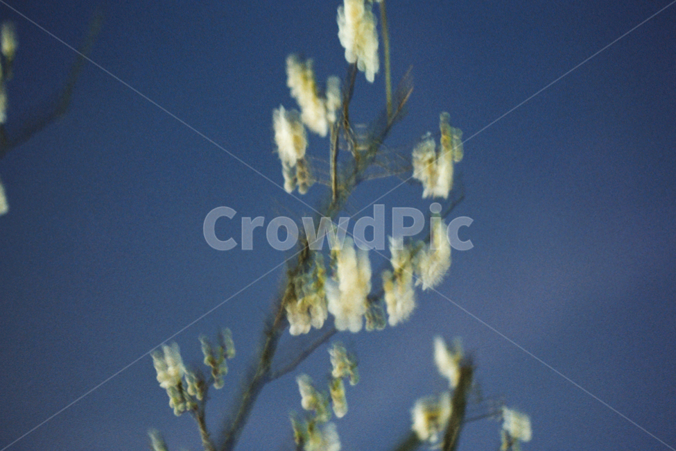 매화,명화느낌,매화꽃,봄꽃,명화감성,필름,필름카메라,식물,자연,plants,nature