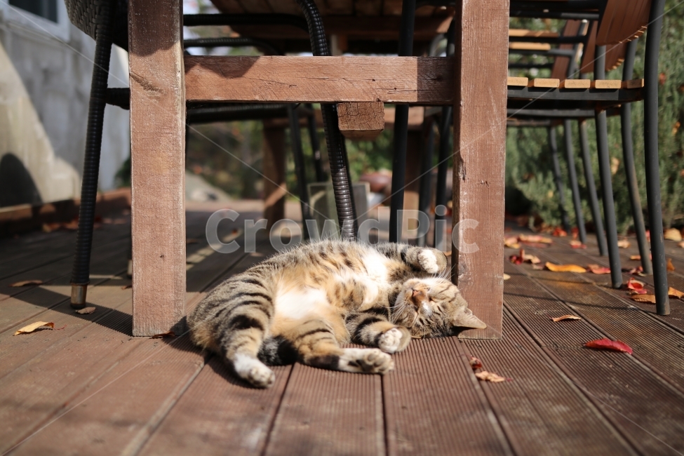 고양이,길고양이,낮잠,낮잠자는고양이,기지게,가을고양이,cat,sleepycat,고양이사진,길고양이사진,동물사진,동물,잠자는고양이,동물,animal,포유류,mammal,고양이,cat,kitten,kitty