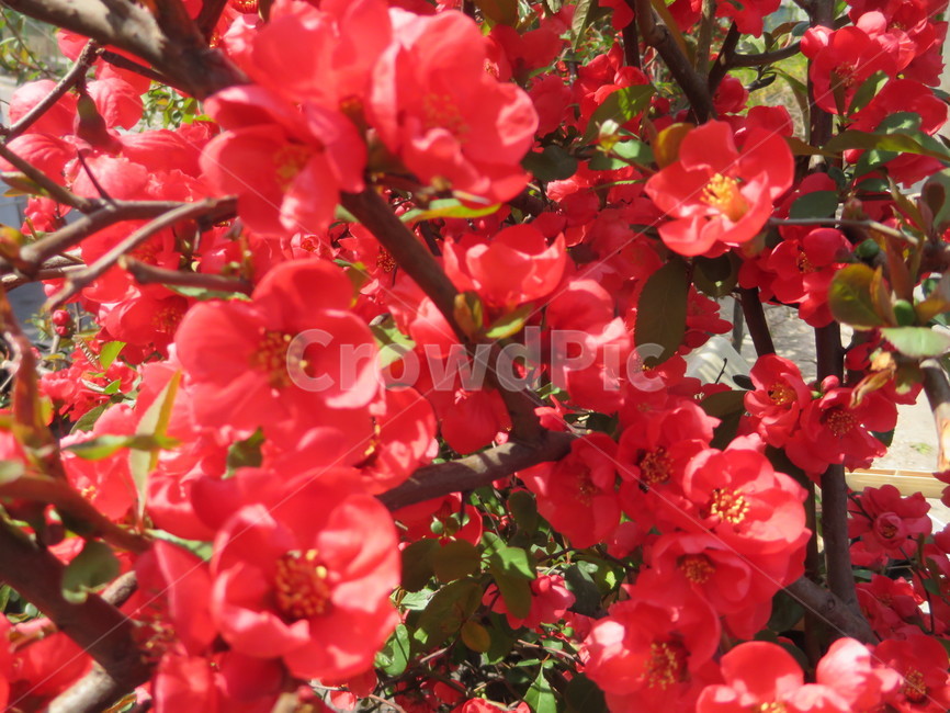 풀명자,꽃,봄꽃,빨간꽃,빨강,flower,명자꽃,plant,식물,봄,자연,nature,petal,blossom