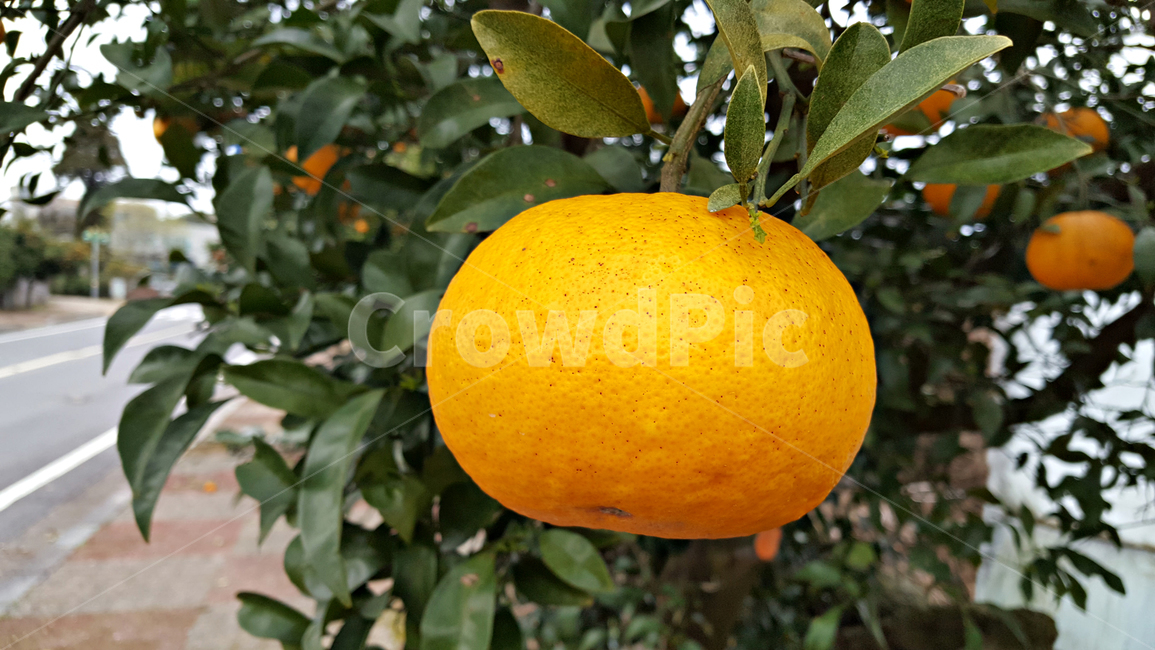 하귤,귤,과일,음식,감귤류과일,감귤,orange,fruit,plant,주황색,과일,열매,fruit
