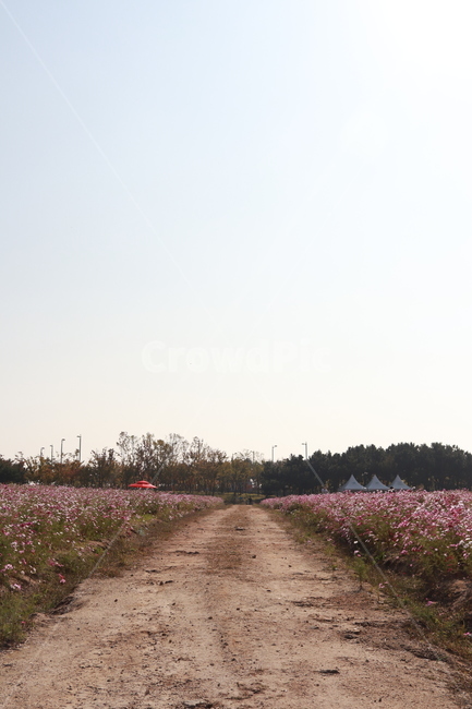 하늘정원,코스모스,공원,풍경,갈대,힐링,자연,풍경,nature,landscape,ground,바닥,plant,식물,flower,꽃,blossom