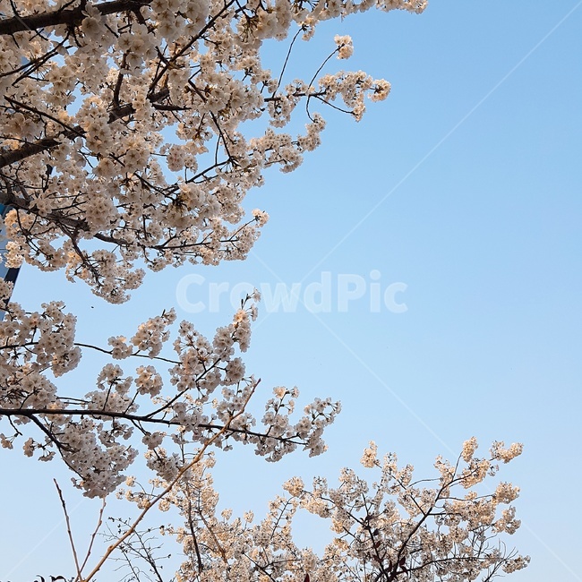 벚꽃,봄,꽃,하늘,꽃놀이