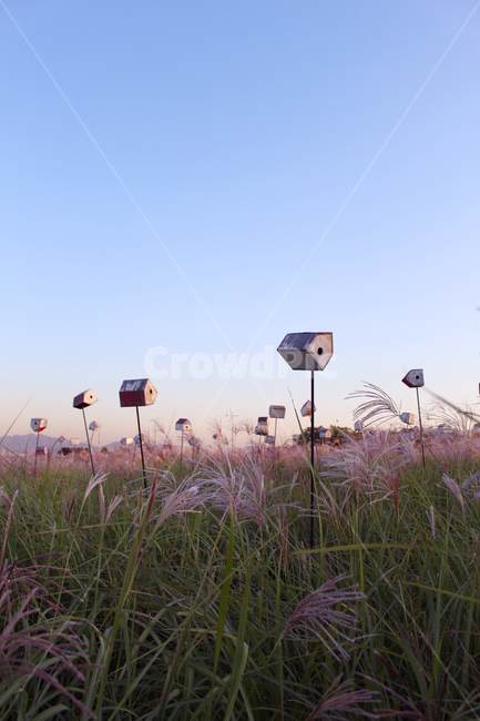 갈대,억새,가을,자연,풍경,감성,풀,초원,nature,landscape,하늘공원,갈대밭,억새밭,식물,저녁,해질녘